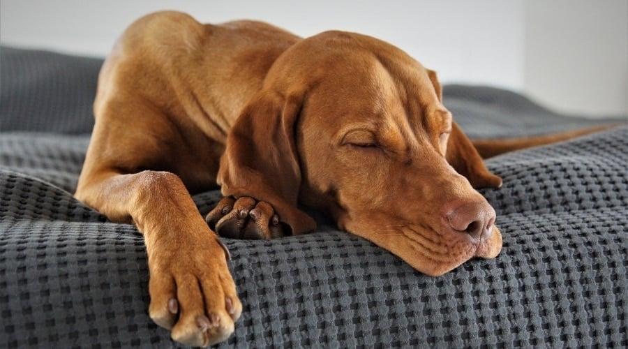 Vizsla Sleeping on Couch Indoors