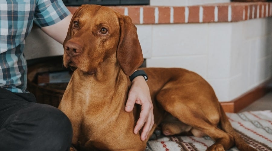 Vizsla With Owner