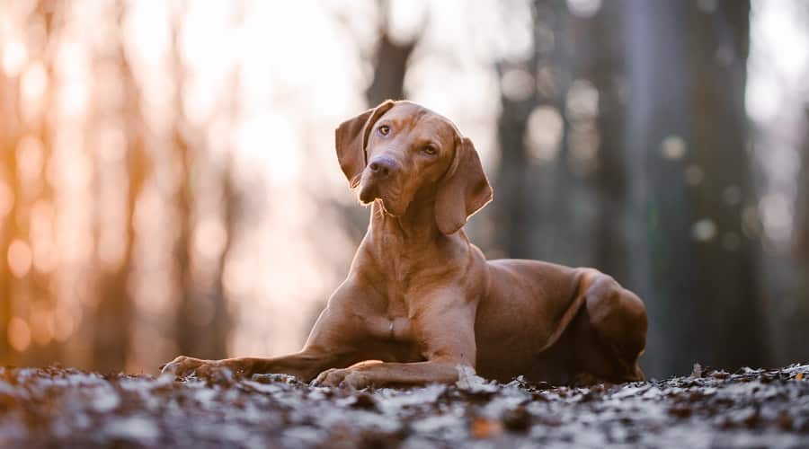 Vizsla in Woods