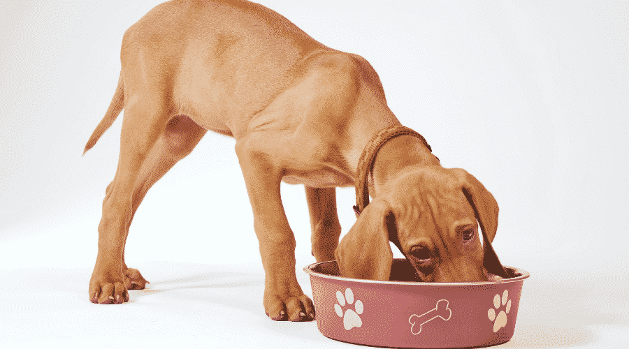 Farmpally.com reviews Top Foods for Vizsla dog breed