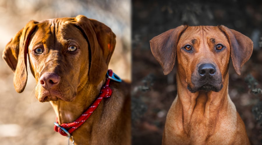 Vizsla vs Ridgeback Appearance