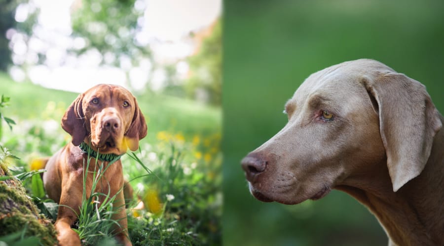 Vizsla vs Weimaraner Appearance Comparison