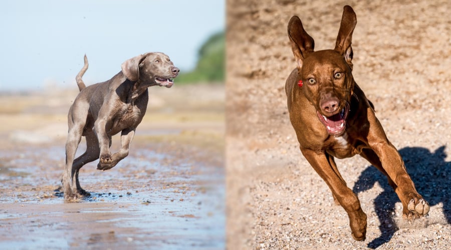 Vizsla vs Weimaraner Exercise