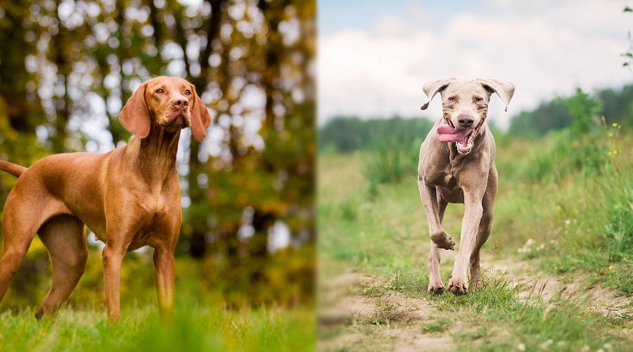Vizsla vs Weimaraner Grooming Comparison