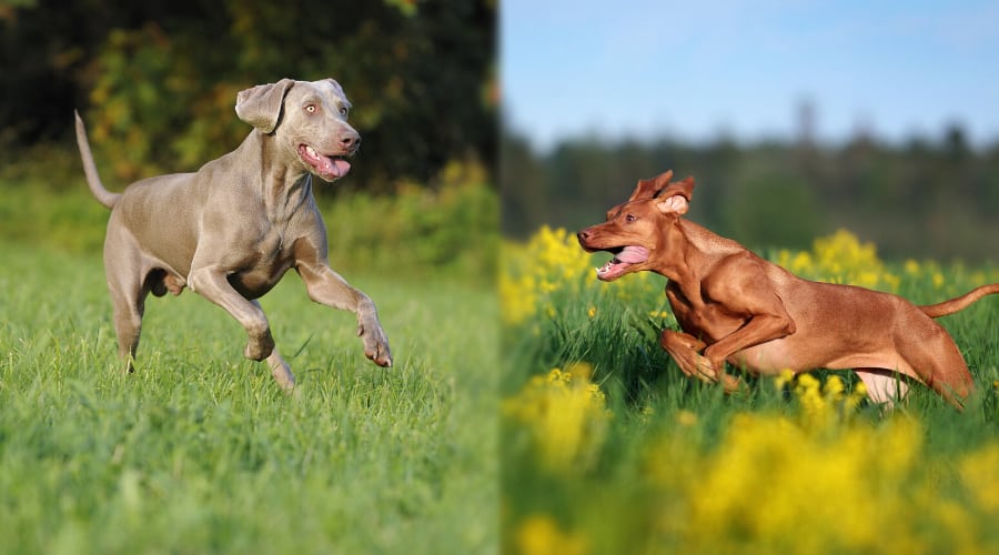 Vizsla vs Weimaraner Health Comparison
