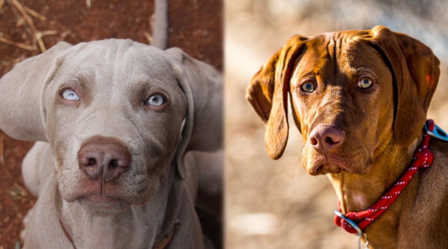 Vizsla vs Weimaraner Temperament