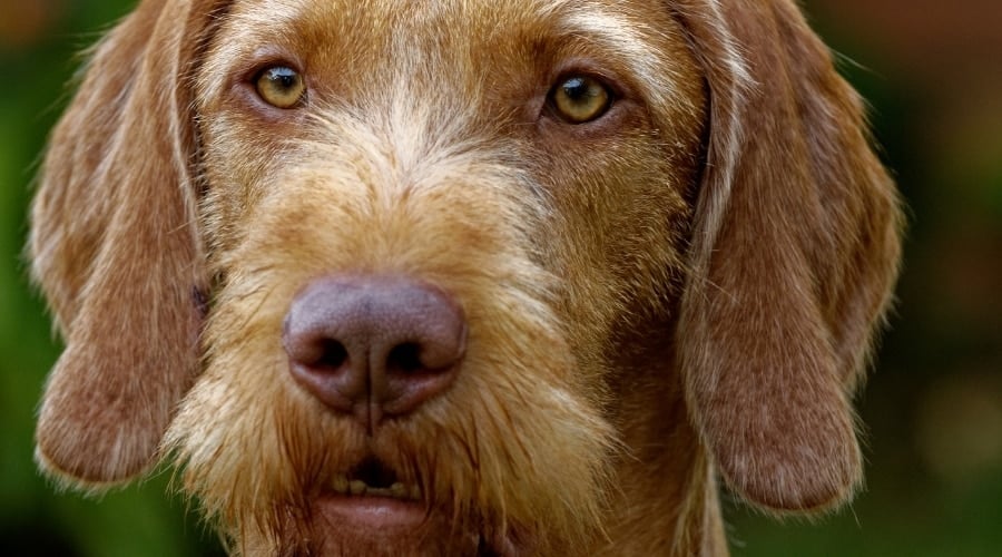 Vizsladoodle dog outdoors