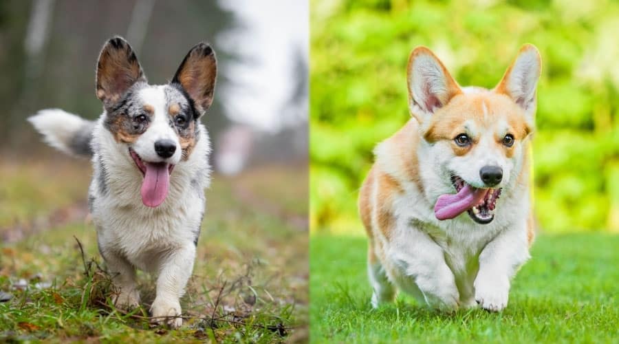 Walking Dogs With Their Tongues Out