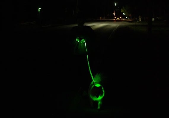 Walking dog on dark street with LED leash and collar lighting up the night