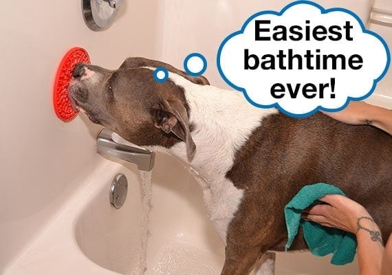 Washing a Pitbull in bathtub by hand while he keeps calm by licking a lick mat