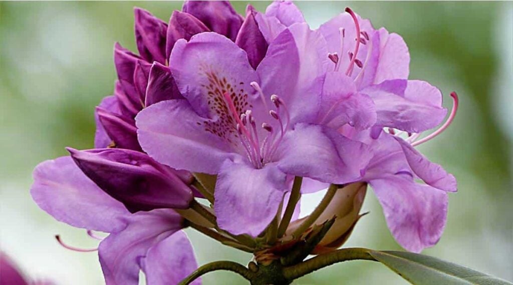 Coast Rhododendron