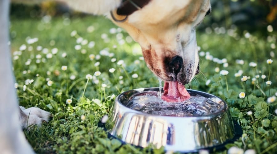 Water Additive for Dog Water