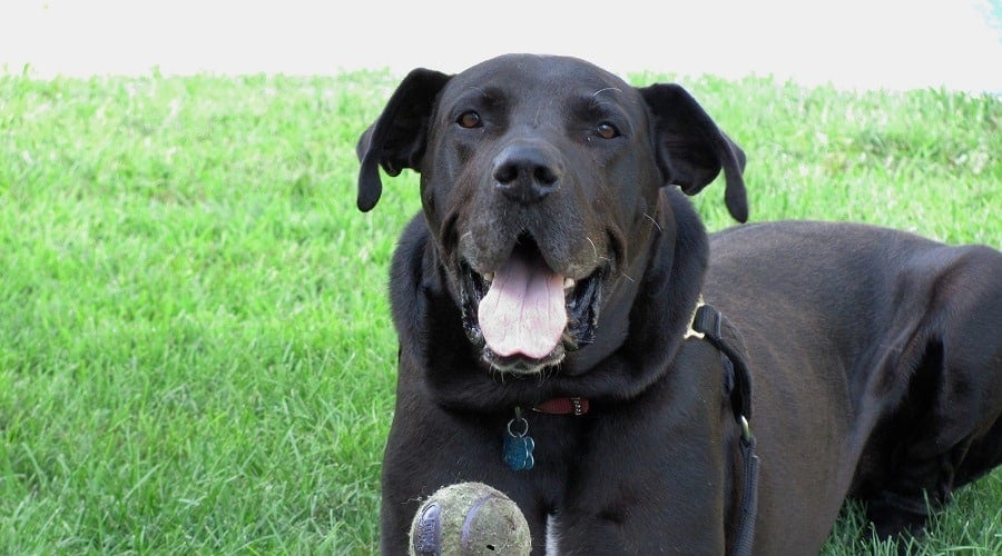 Weiler Dane
