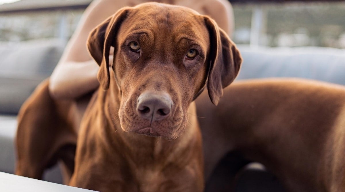 Weimaraner Ridgeback mix.