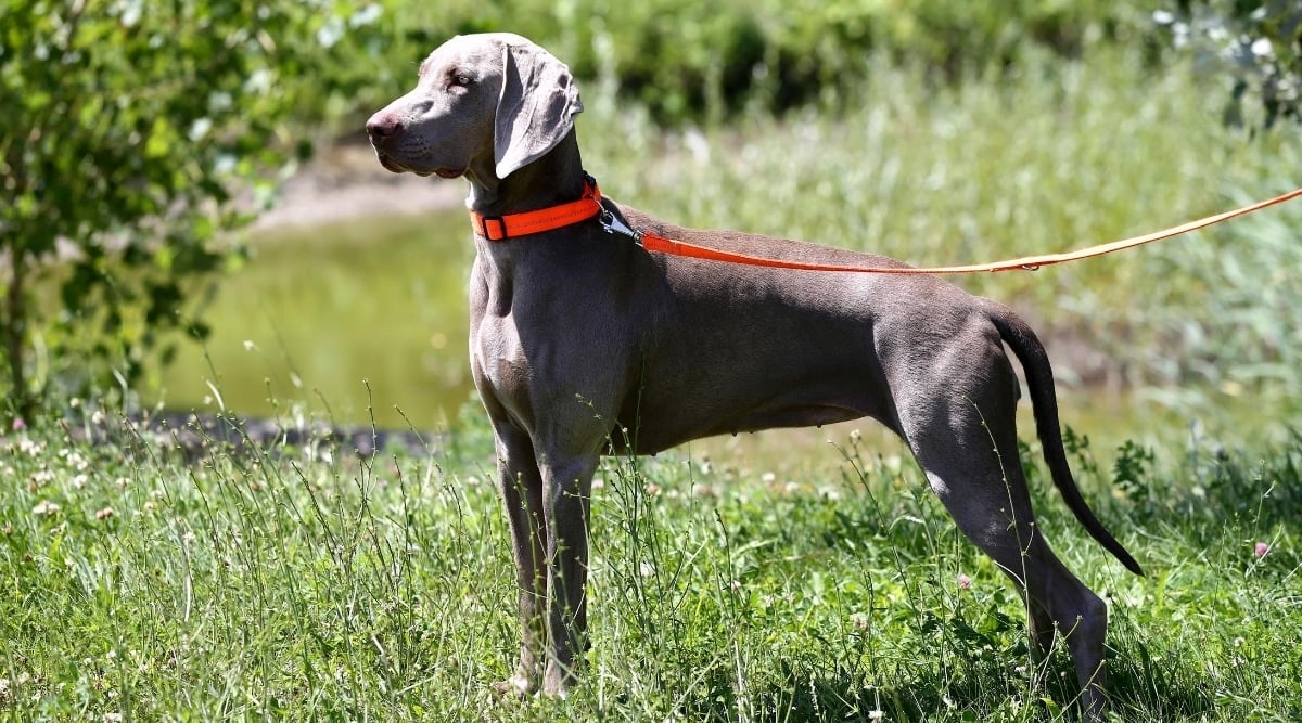 Weimaraner Vizsla mix.