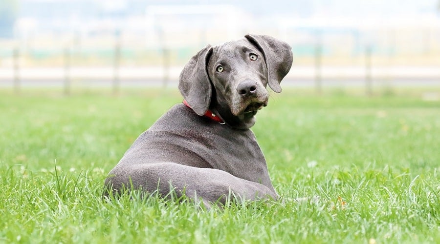 Weimaraner laying on the grass.