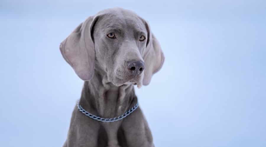 Weimaraner face up close.