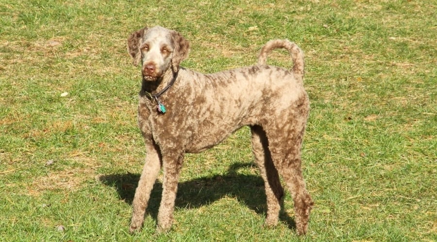 Weimardoodle