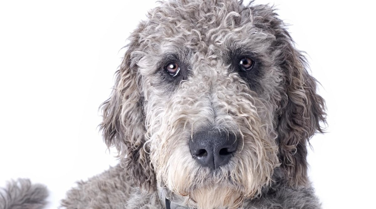Weimardoodle mix.