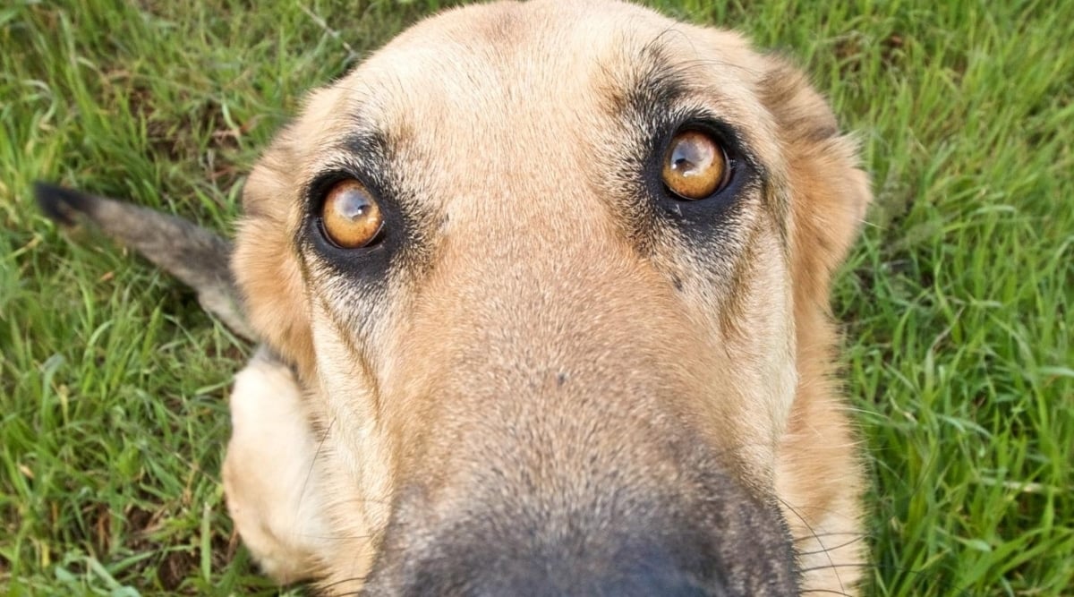 Weimshepherd mix.