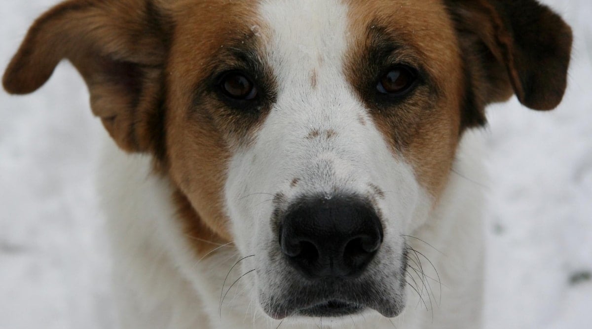 Weipyrenees mix.