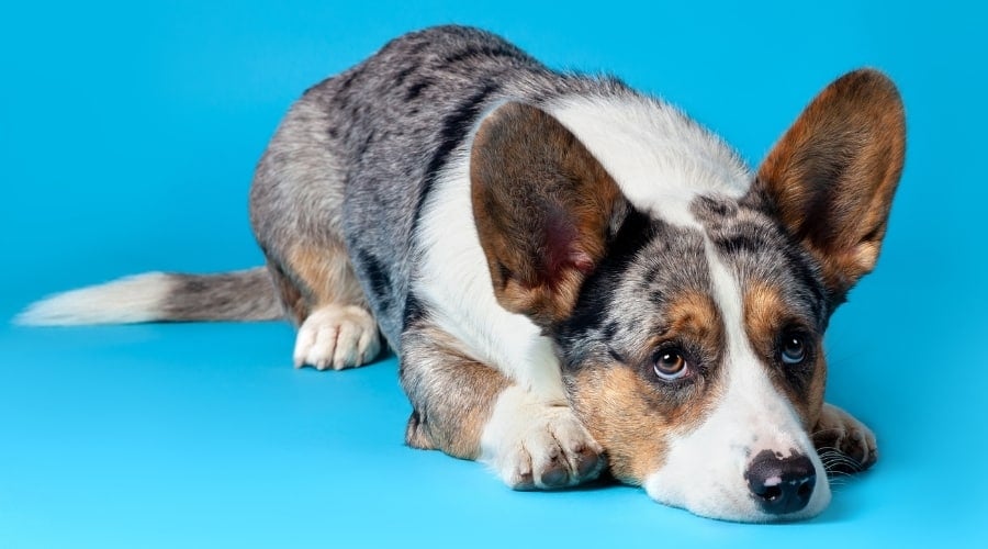 Well Behaved Dog Lying Down