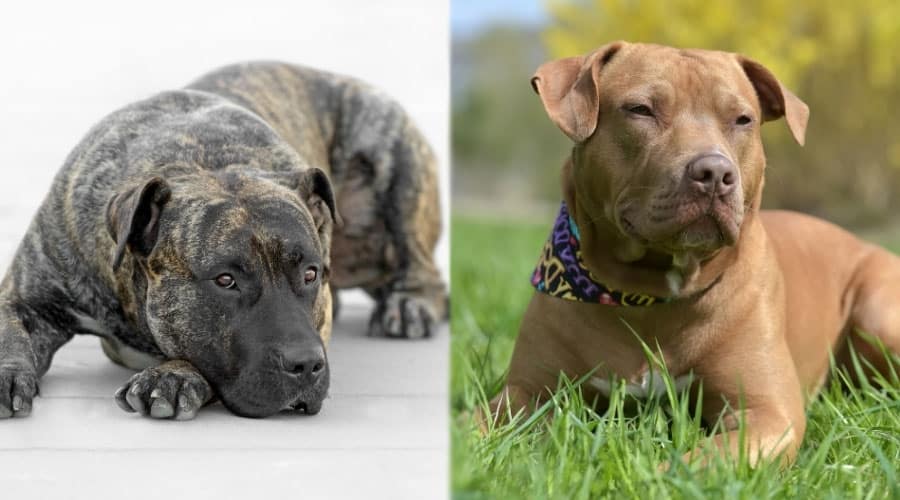 Well-Behaved Dogs Laying Down