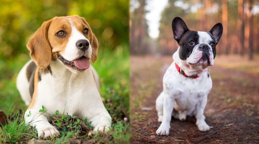 Well-Behaved Dogs Sitting Outside