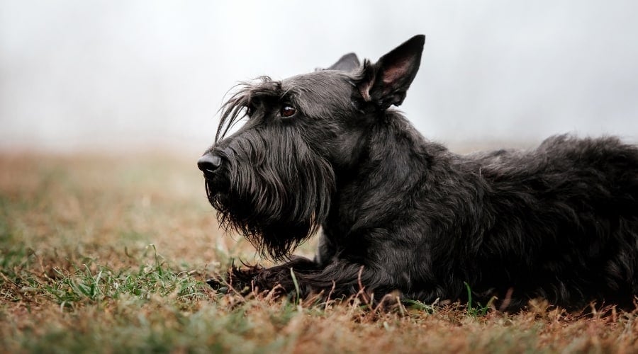 Well Groomed Black Dog Outdoors