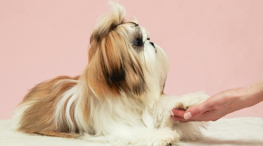 Well-Groomed Dog Shaking the Hand of a Human