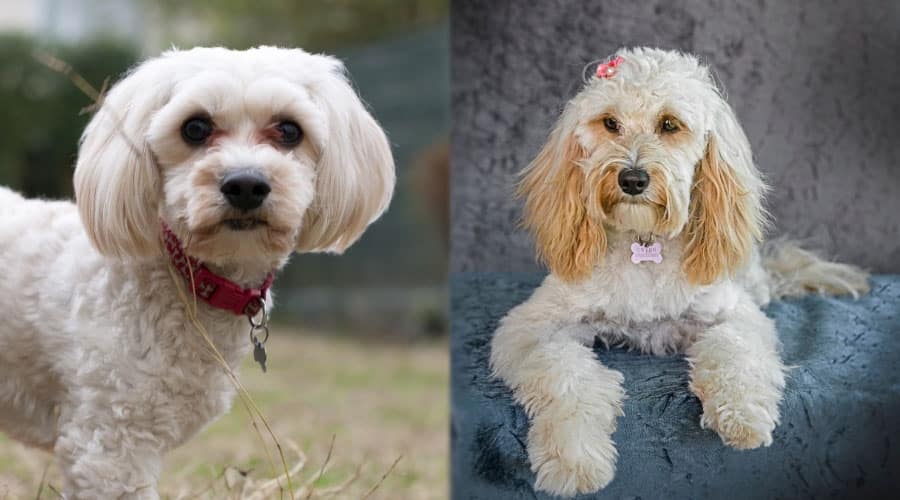 Well-Groomed Dogs