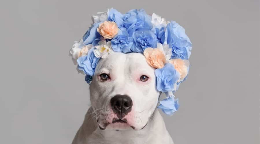 White Pitbull with blue flower crown.