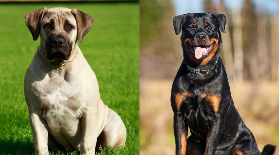 Well-Trained Dogs Sitting Outdoors