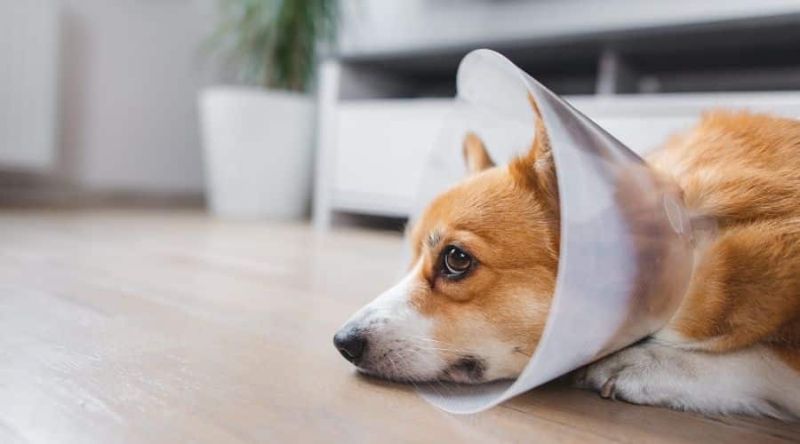 Welsh Corgi Pembroke dog after a knee TPLO surgery, due to a CCL rapture, with a shaved leg.
