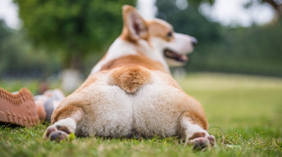Welsh Pembroke Corgi on Grass