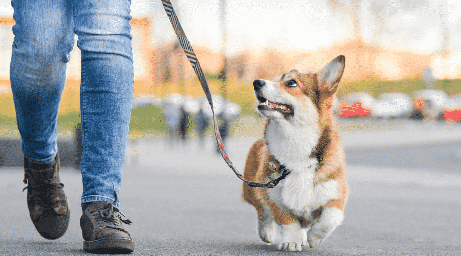 Welsh corgi pembroke dog walking nicely on a leash with an owner during a walk in the city