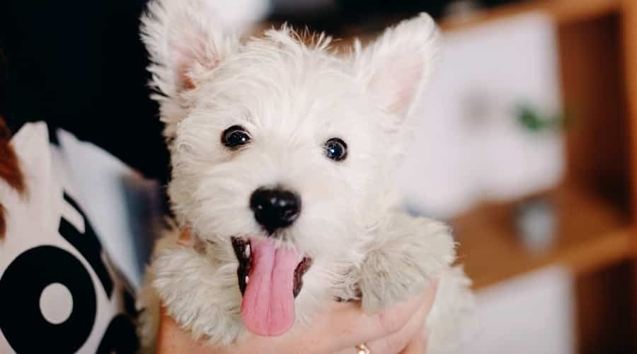 West Highland White Terrier Being Held