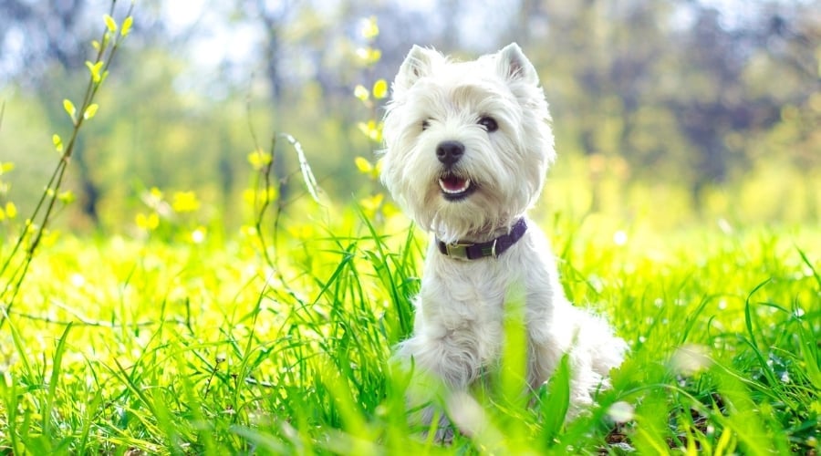 West Highland White Terrier
