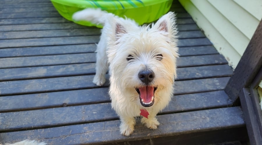 Westie smiling and sitting next to green kiddy pool