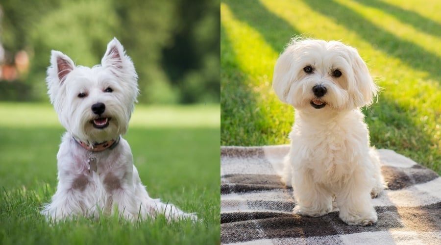 West Highland White Terrier Vs. Maltese Appearance