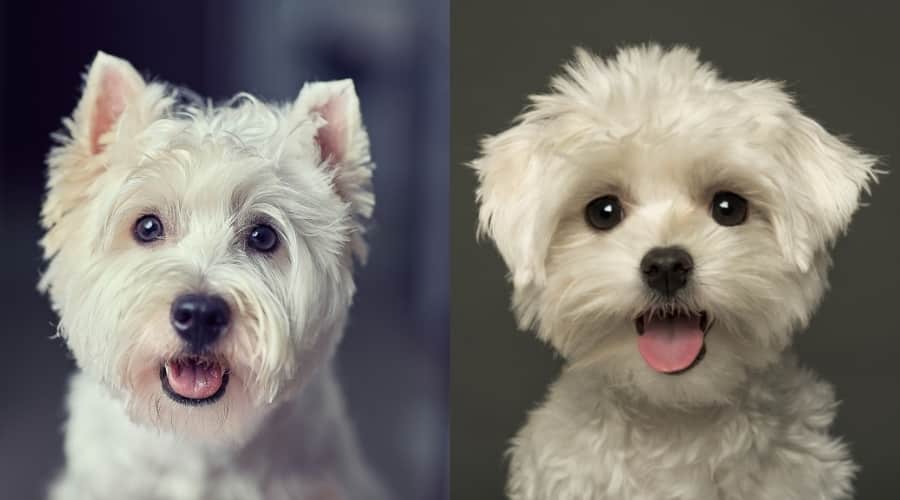 Westie Vs. Maltese Appearance