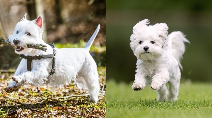 West Highland White Terrier Vs. Maltese Exercise