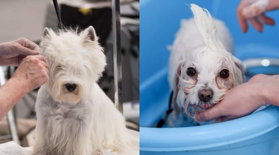 Westie Vs. Maltese Grooming