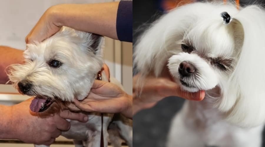 Westie Vs. Maltese Health