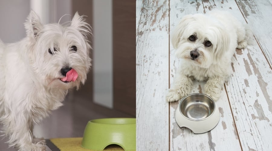 Westie Vs. Maltese Nutrition