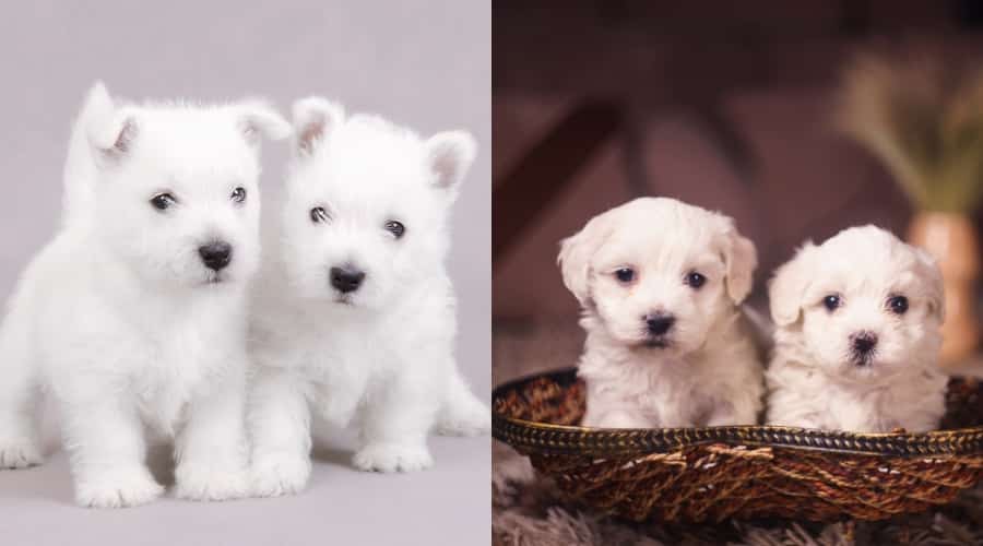 Westie Vs. Maltese Puppy Prices