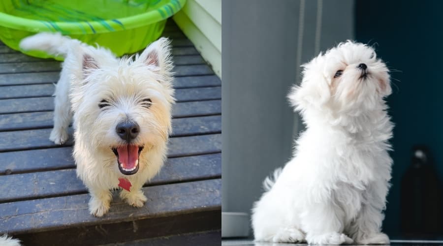 West Highland White Terrier Vs. Maltese Temperament