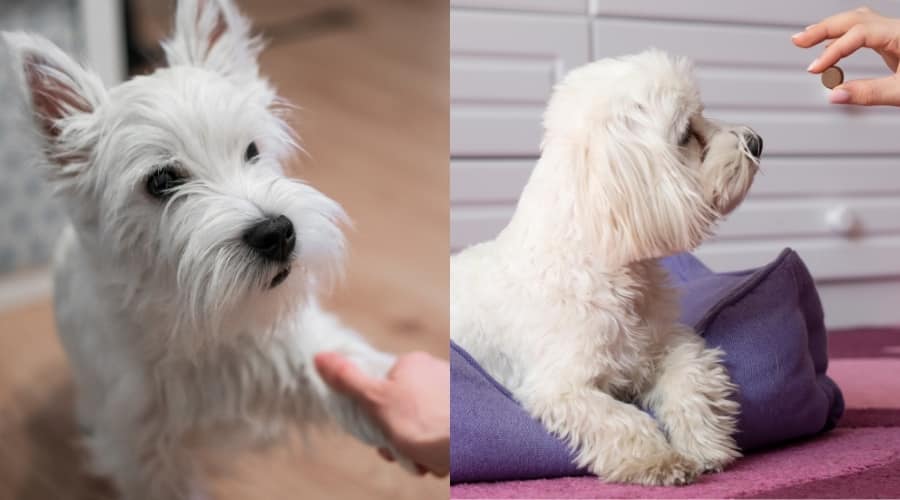 West Highland White Terrier Vs. Maltese Training