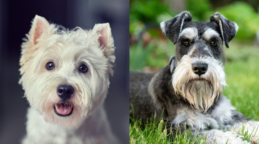 Westie and Miniature Schnauzer faces up close