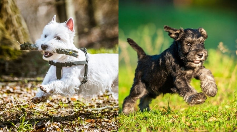 Westie and Miniature Schnauzer Exercising running